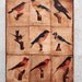 Wall Art - What Bird is That -  Photo Collage 6x8