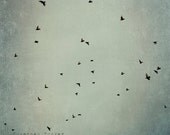 FREE SHIPPING Twilight Birds - 8x8 shabby chic bird photo - nature, sunset, birds, trees, country, flight, dark blue, night sky, flock