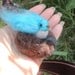 Wee Birds in nest Needle felted- Waldorf inspired creation by Rebecca Varon aka Nushkie