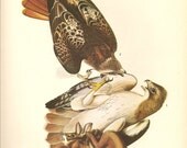 Old 1937 John James Audubon The Birds Of America Book Plate RED - TAILED HAWK  (51)