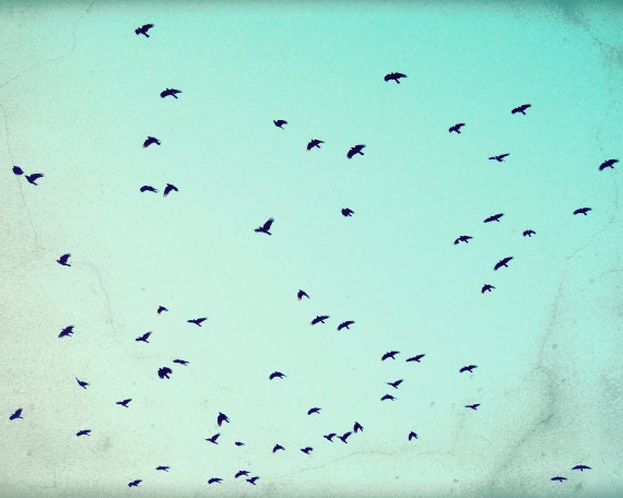 Nature photography - Flying birds photography - aqua teal turquoise pastel  - flock birds - bird fine art print  8x10 - As the Crows Fly