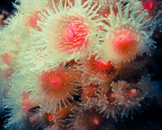 Macro Photography - Sea Anemone - underwater sea life ocean biology - neon coral pink photograph - dark blue water 8x10 - Neon Anemones