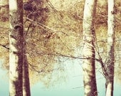 Nature Photography - golden trees, river, pale blue, rustic, dreamy, woodland, southwest, sky, nature, fine art print  8x8 - "Sky River"