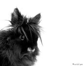 Lionhead Bunny 8X10 Print...Black Rabbit Sweet Portrait Demetri The Bunny White Nose Woodland Forest Wild Things Furry Goodness - machelspencePHOTO