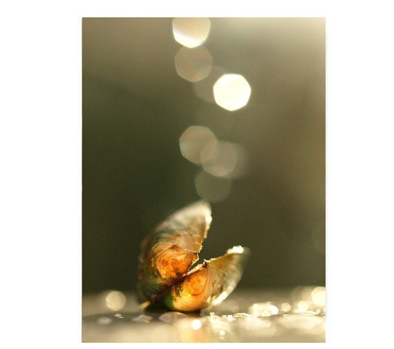 Natural History Mussel Photograph Art Piece 8X10 Marine Ocean Sea Species Empty Shell Light Bokeh Nature Photography