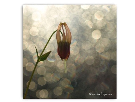 Columbine Flower in the Morning Sun 8X8 Photograph...Affordable Home Photography Prints Nature Photography Flower Botany Print