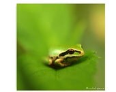 Frog Print 10X10 Fall Frog Photograph...Baby Tree Frog Halloween Black Nature Affordable Art Natural Decor Woodland Scene Forest Amphibian