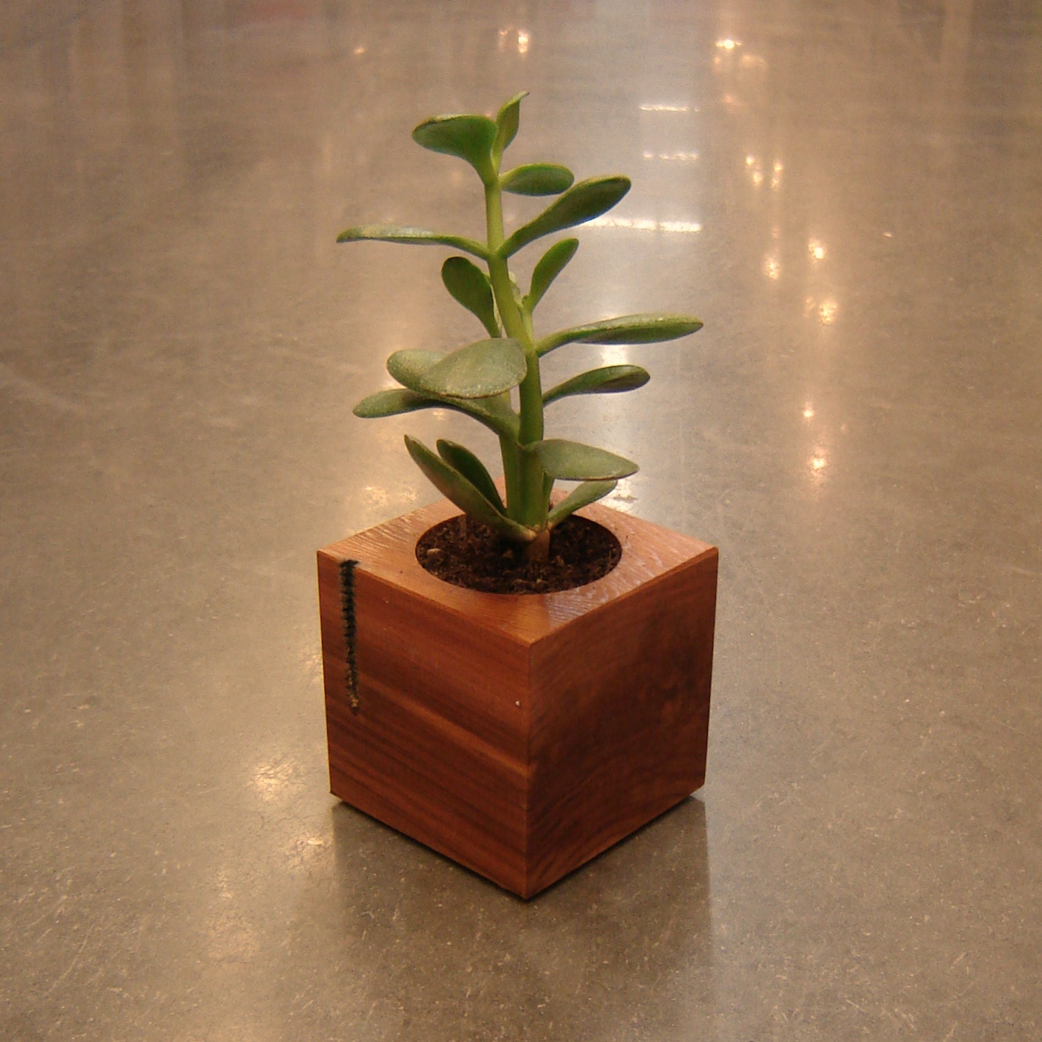 Succulent Planter, Cube Shaped, from Reclaimed Wood