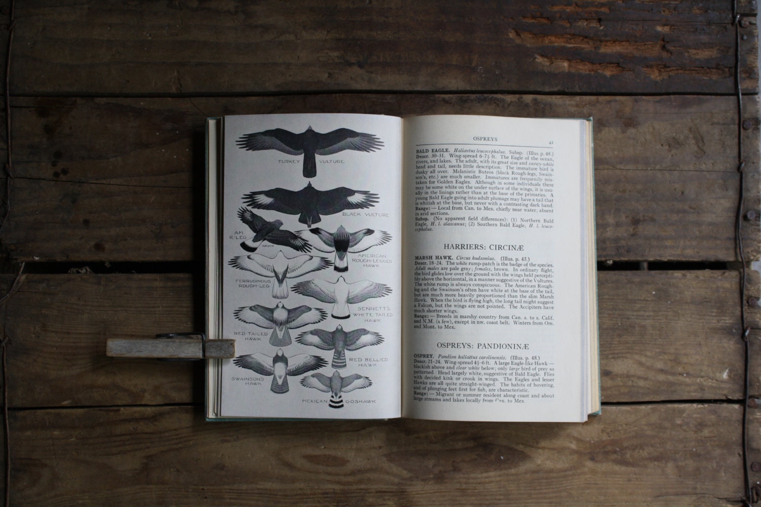 a field guide to western birds