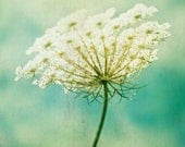 Nature Photography, Queen Annes Lace Photograph, turquoise green color sky shabby chic wall art nature photography - 8x10