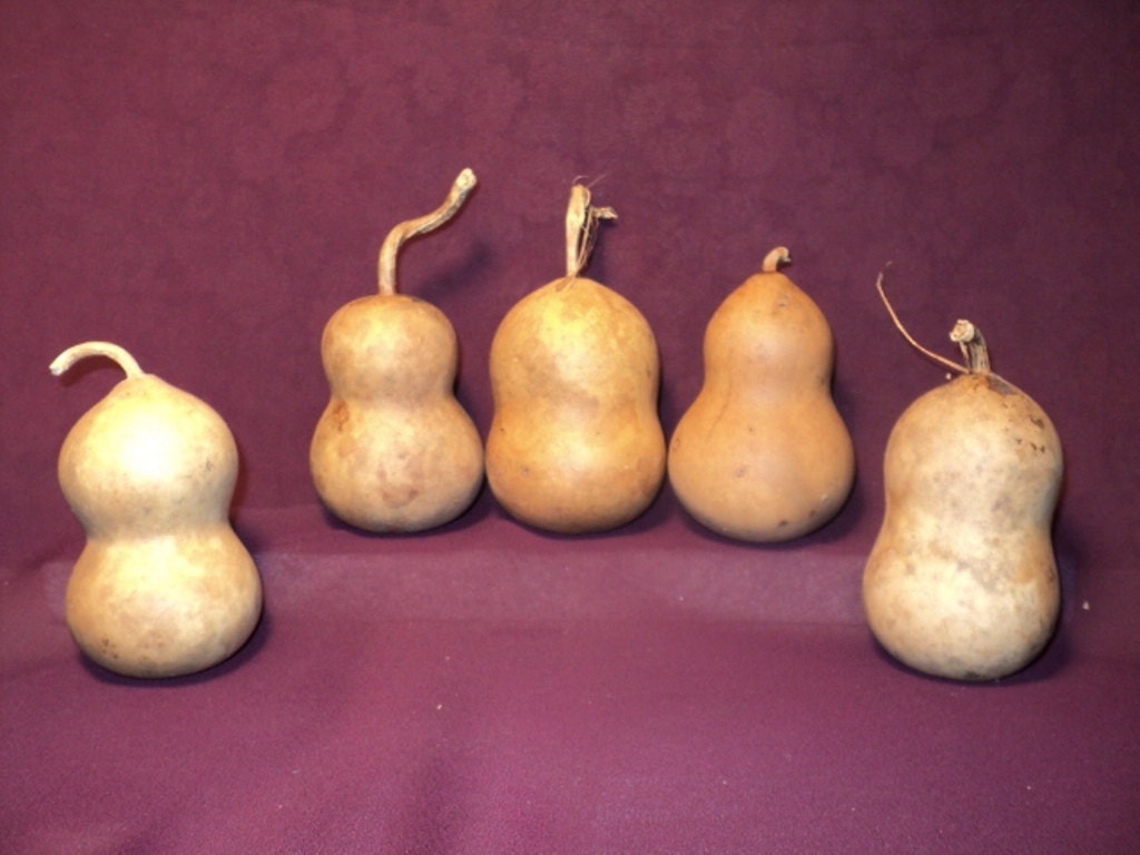 Craft Gourds 5 Chubby Mini Craft Gourds, Christmas Ornaments  (Item 19)