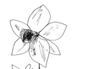 Spring Flowers, coloring book