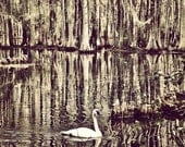 swan and cypress trees photography 12x12