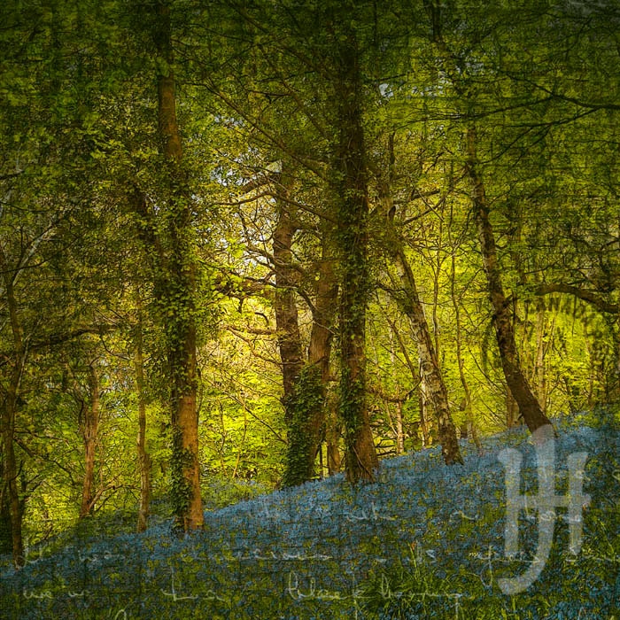 In the Bluebell Woods 3 - Signed Fine Art Print