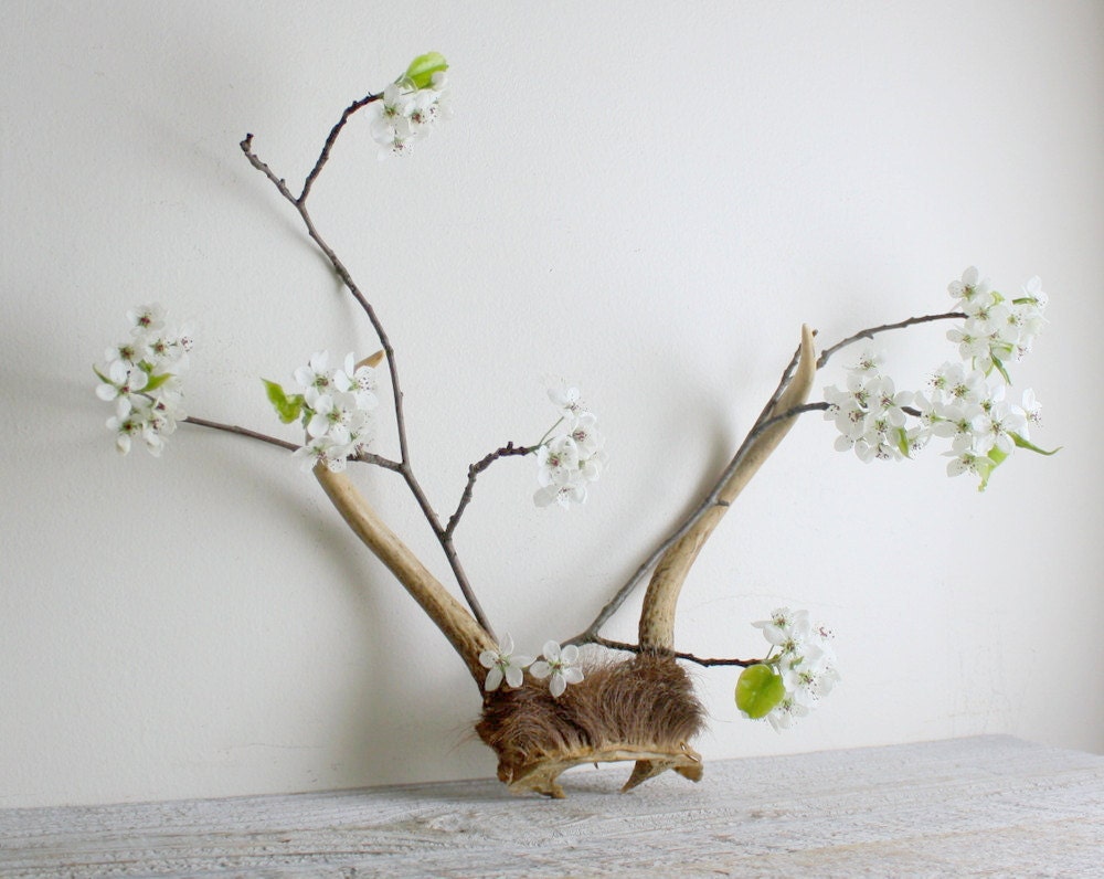 Vintage Antlers - Two and a Half Sets