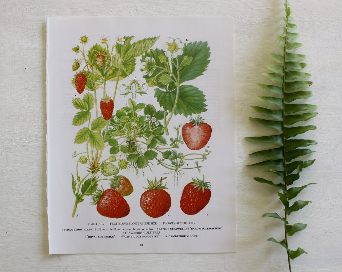 Vintage Botanical Print  -  Strawberries  - 1973 - Fruits Berries