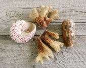 Vintage Shells and Coral - Four Pieces