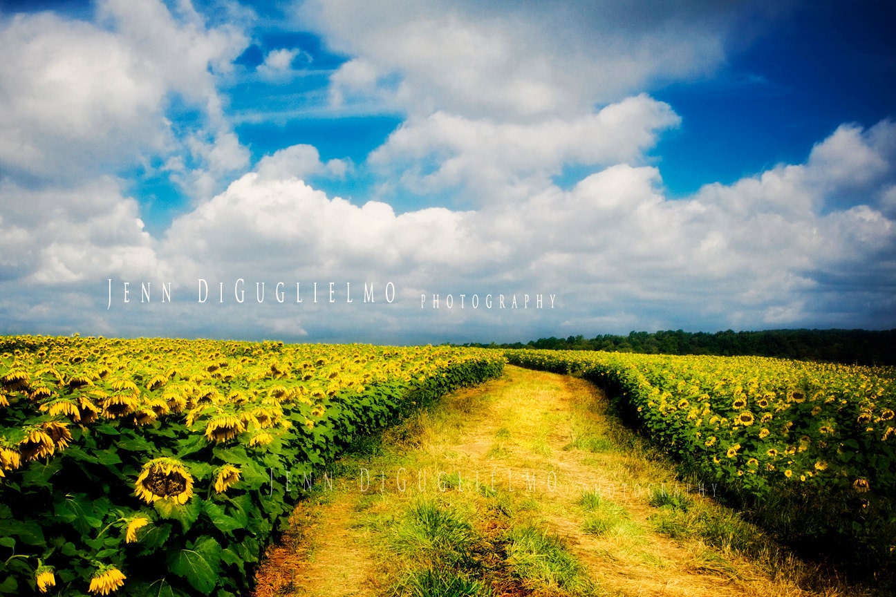 Landscape photography  -  Sunflower field fine art, Yellow botanical