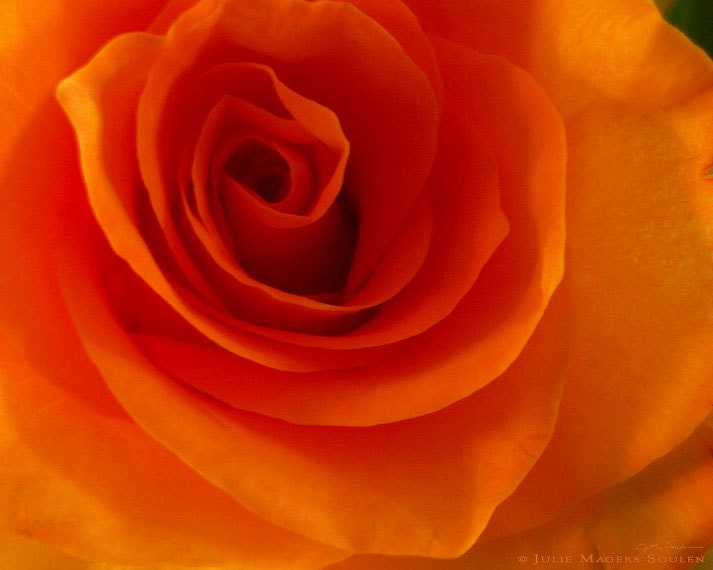 Orange Rose Photos -Rose Photography -Flower Photography -Orange Decor -Gifts for Her -Colorado Fine Art Photography -8x10 Print