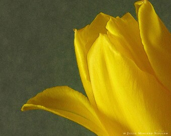 Tulip Flower Photography -8x10 Print -Yellow and Green -Spring Flowers -Gifts for Mom -Home Decor Art -Colorado Photography