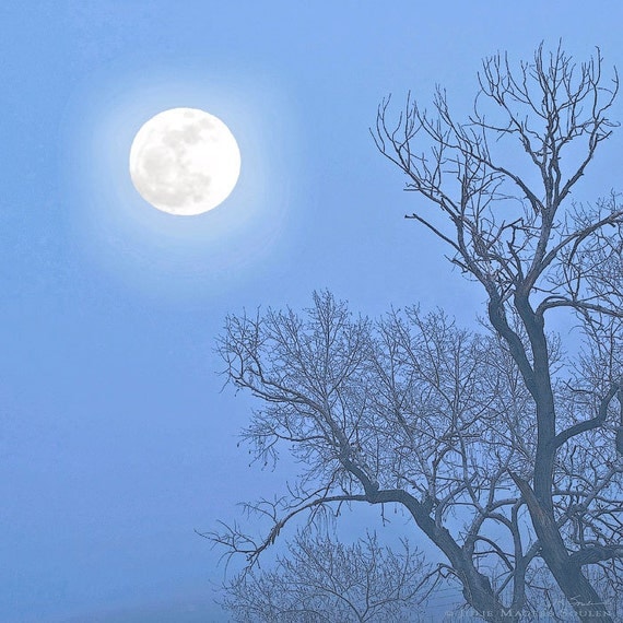 Night Photography Blue Moon -8x8 Print -Bare Tree -Full Moon -Blue Decor -Minimalist Art -Home Decor Art -Colorado Photography -Square Art