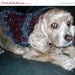 SALE - Hand Knit Large Dog Scarf with Collar - Ready to Ship