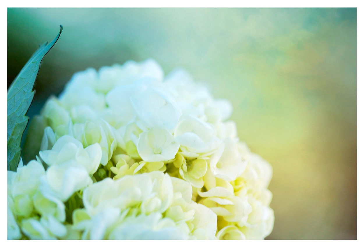 Flower Photography, aqua, mustard, hydrangea, Heavenly Hydrangea, nature fine art print 8x12