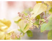 Floral Photograph, pastels, nature, spring summer, Lilacs, fine art print 8x12