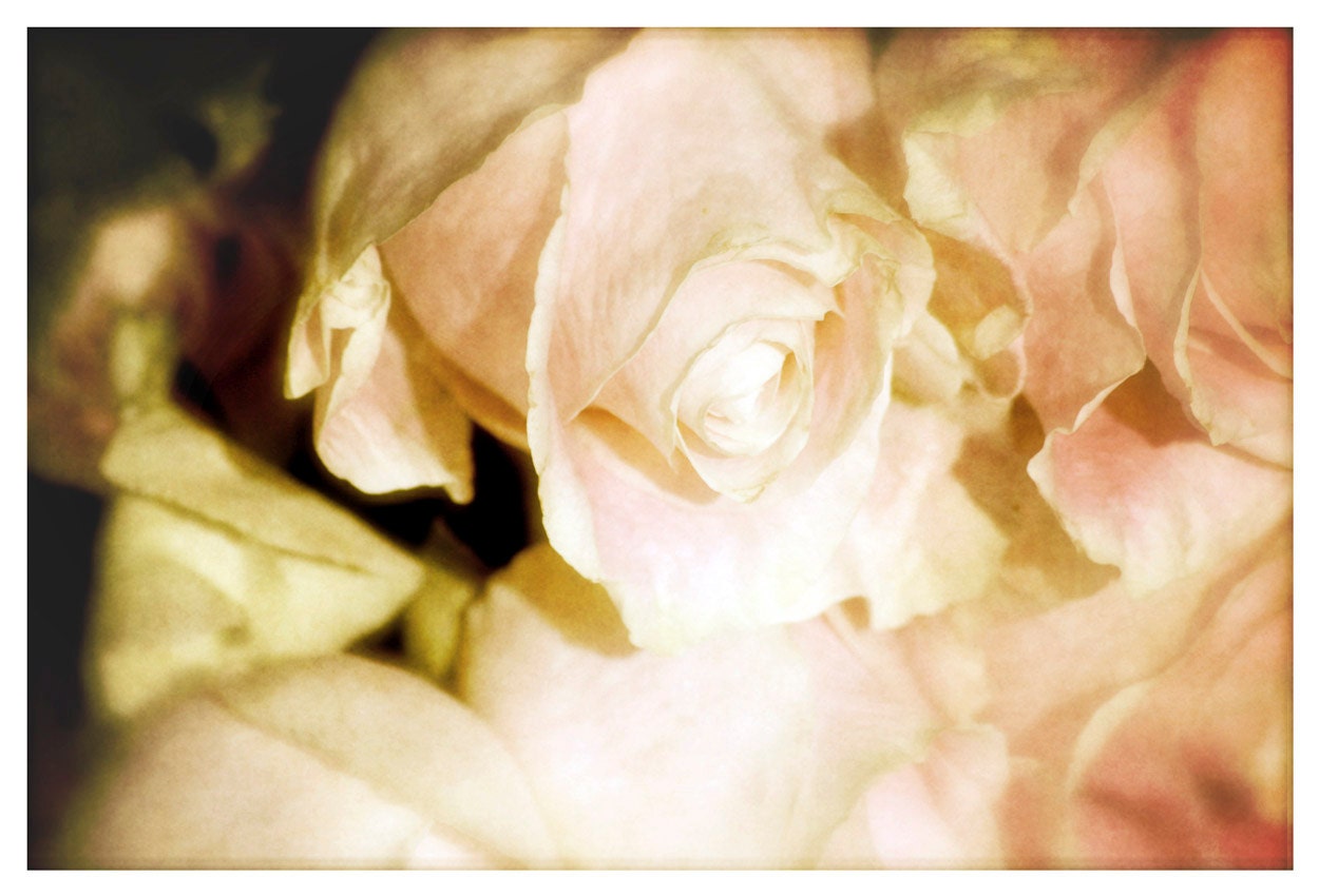 Roses Photograph, pale pink, Blushing Bride, Nature fine art print 8x12