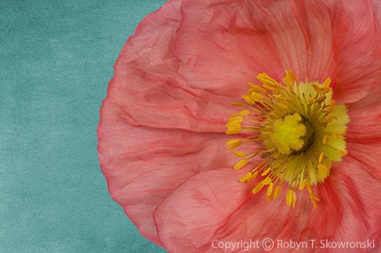 Salmon Pink Poppy with a Teal Background - 4x6 Fine Art Photograph - FromMyEye