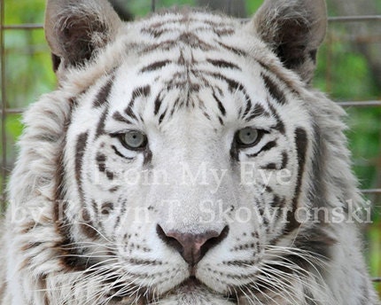 Dusty - The White Tiger - 4x6 Fine Art Photograph