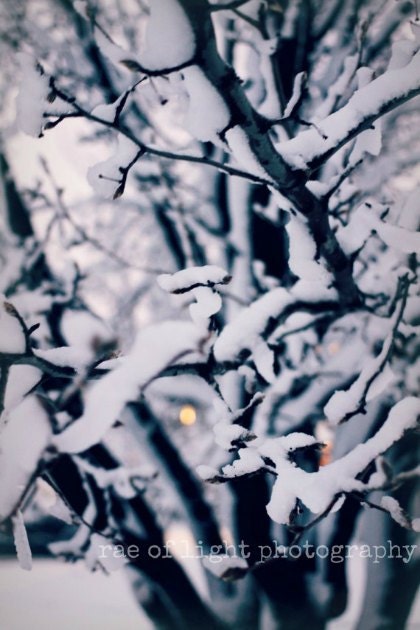 Winter Snow Lace 8x12 Etsy Original Photography Art Print