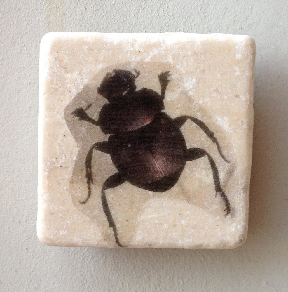Beetle Magnet, Printed Stone Tile