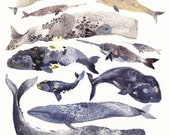 Whale Collection - 16" x 20"  Archival Print