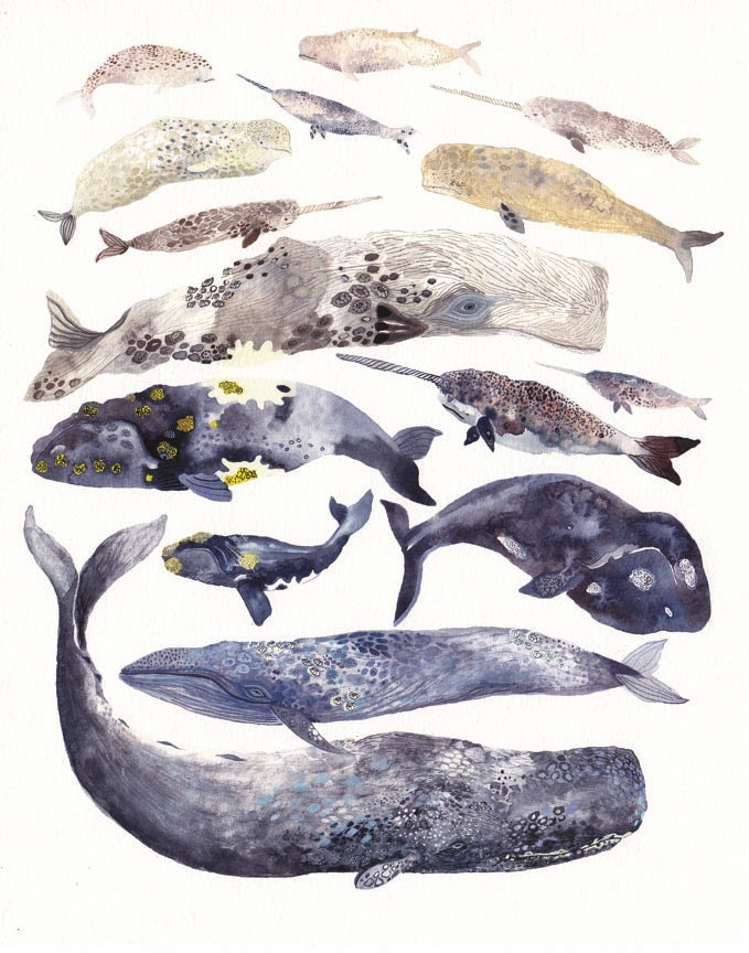 Whale Collection - 16" x 20" Archival Print