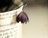 Paper and dried flower.Still life photograph. Fine art photography print. 8x8 inches (20x20 cm)