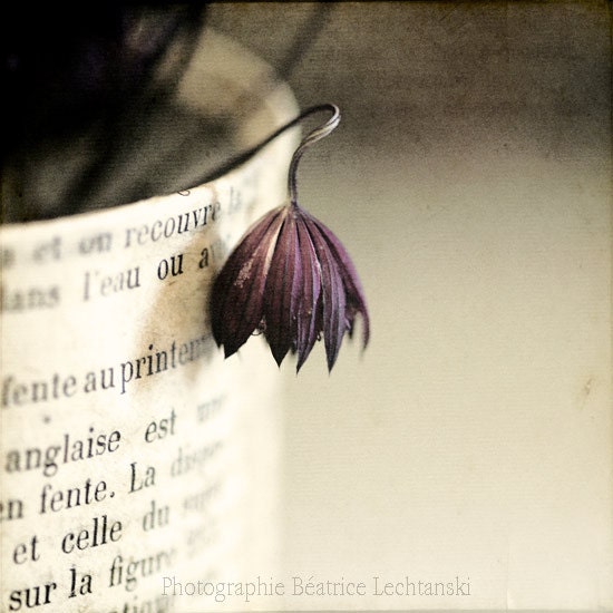 Paper and dried flower.Still life photograph. Fine art photography print. 8x8 inches (20x20 cm)