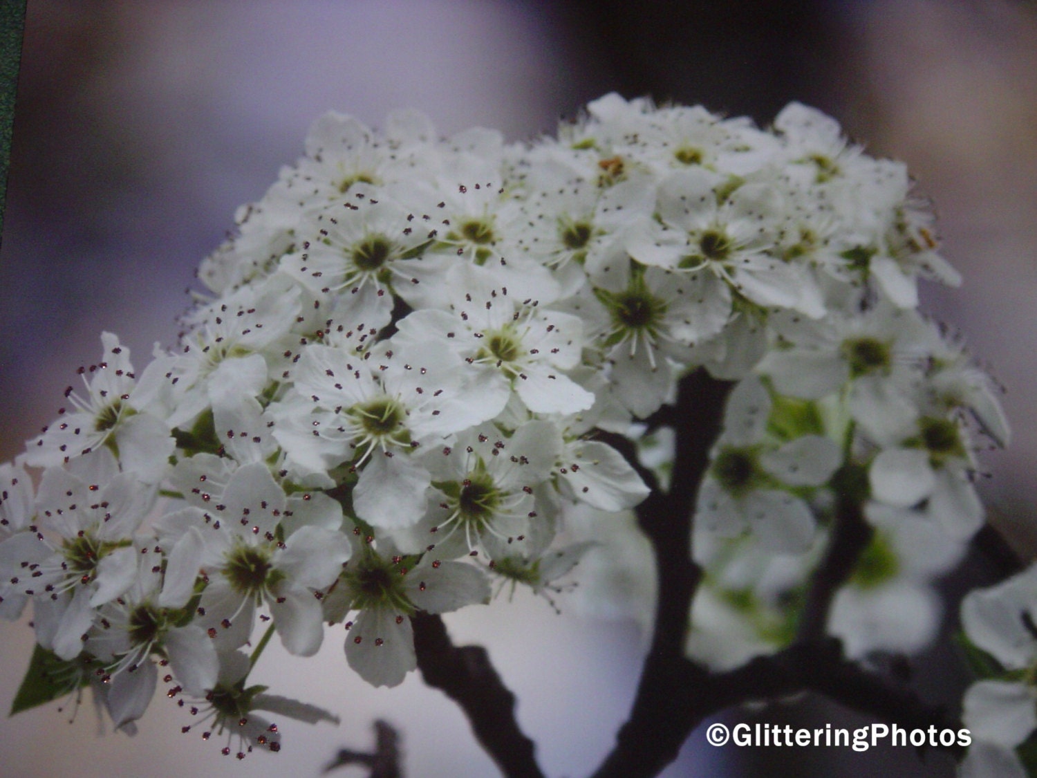 Spring Blooming Bradford Pear Tree Fine Art Photography Print Glossy OOAK