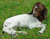 Baby Boer Goat Taxidermy