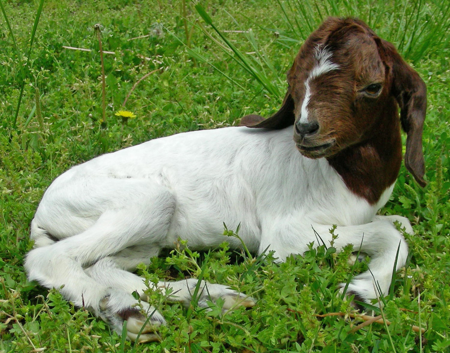 Baby Boer Goat Taxidermy