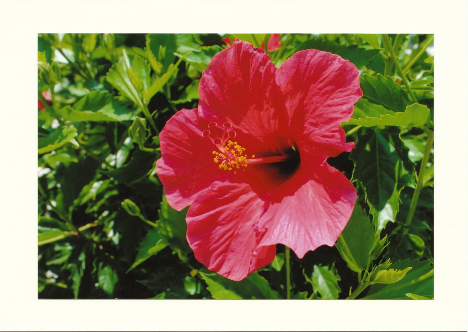 Hibiscus Photo Note Cards - Set of TEN