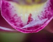 Flower photography - Delicate Balance - 16x24 fine art orchid photo - horizontal - magenta fuchsia golden lemon yellow white floral decor