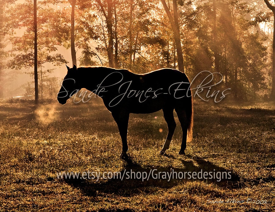 In Dreams, fine art photographic equine print perfect gift for horse lovers