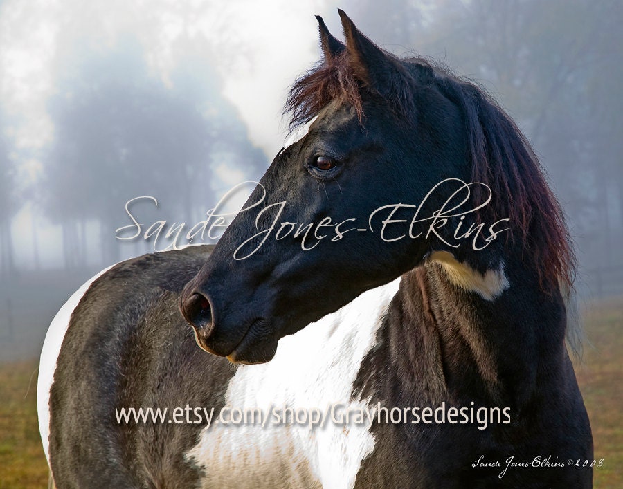 SEEING SPOTS, Rocky, a Horse with Attitude, 11x14 Photo