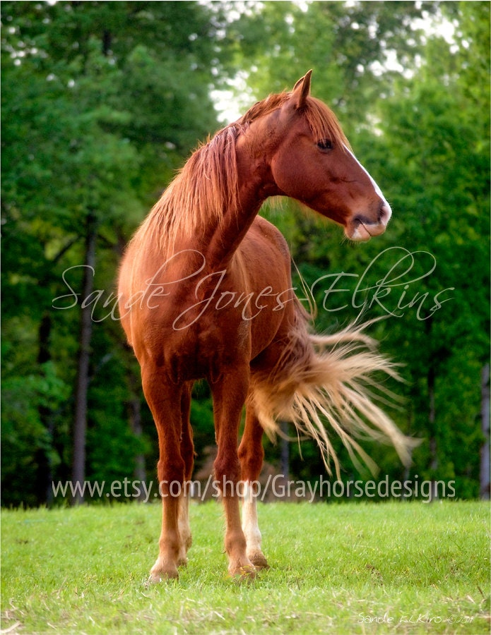 Rowdy Red Riley, fine art photographic print of a beautiful red horse