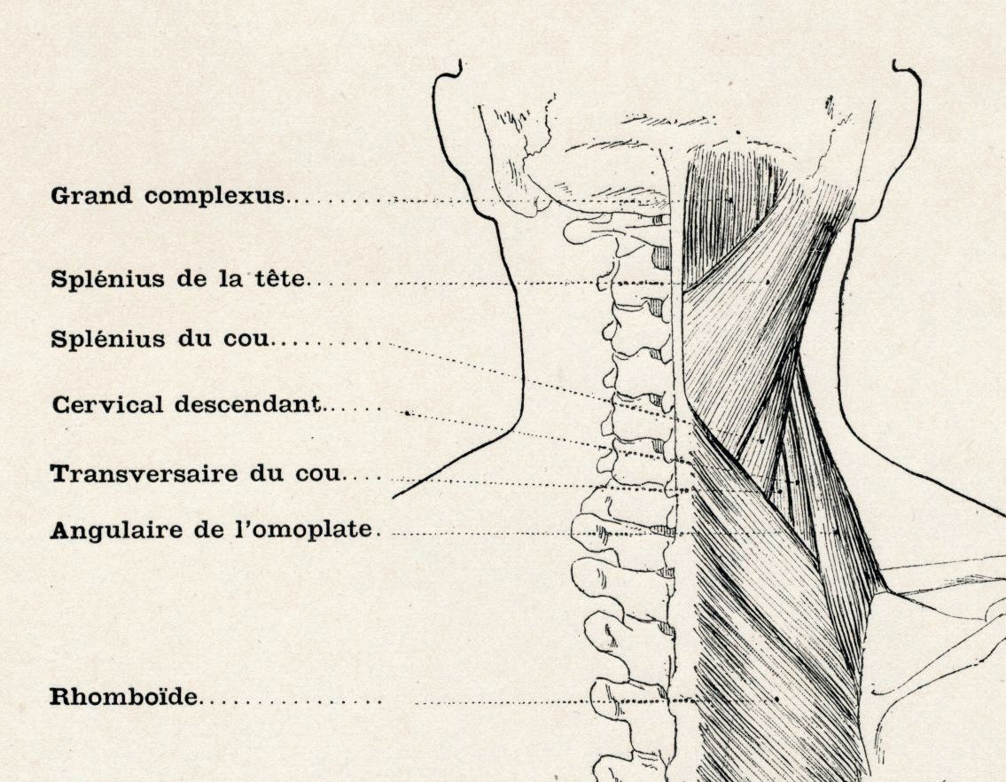 1890 Large Antique French Anatomy Engraving. Muscles of Torso and Neck. Plate No. 43
