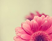 SALE Spring Daisy Photograph - Peaking -  Gerbera Daisy Pink romantic soft white cottage shabby chic Easter garden spring mothers day - 4x4