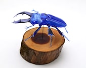 Translucent Stag Beetle mounted on cedar - lampwork glass insect figurine