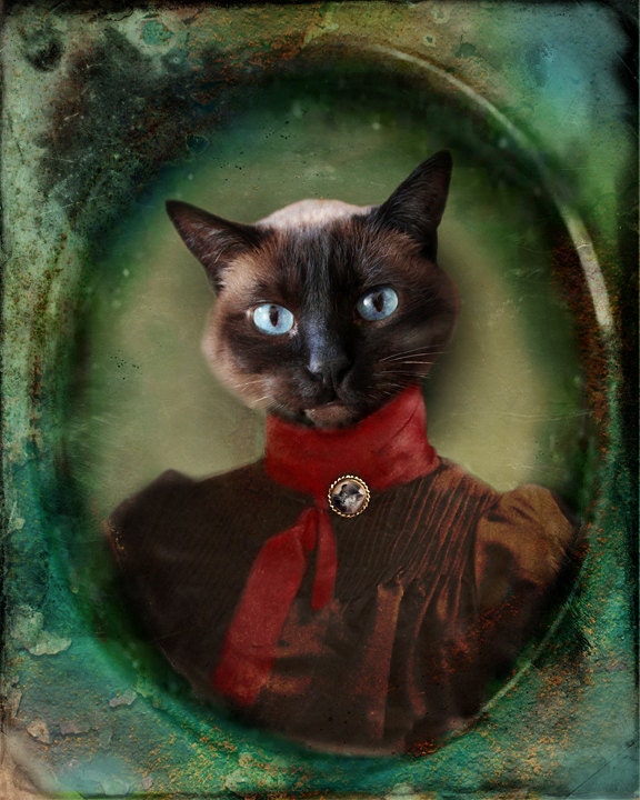 Siamese Cat photo Animal photography Scotish Portrait animal Blue Eyes gift for cat lovers 8x10 Print - Young Lady of Shetland