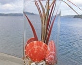 BEACH DECOR SEASHELL art in glass arrangement coral-orange nautical coastal